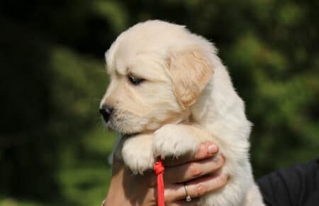 DAPHNE CUCCIOLA FEMMINA COLLARINO ROSSO DI GOLDEN RETRIEVER SAN NICOLO 1714