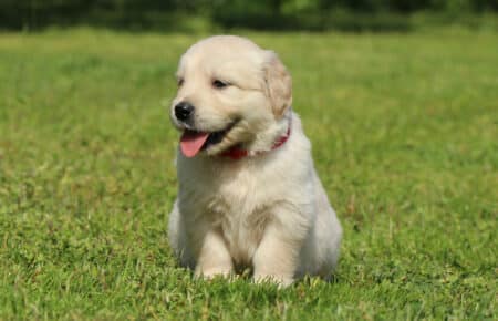 DAPHNE CUCCIOLA FEMMINA COLLARINO ROSSO DI GOLDEN RETRIEVER SAN NICOLO 1719