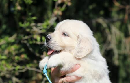 DAPHNE CUCCIOLA MASCHIO COLLARINO AZZURRO DI GOLDEN RETRIEVER SAN NICOLO 1623