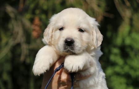 DAPHNE CUCCIOLA MASCHIO COLLARINO BLU DI GOLDEN RETRIEVER SAN NICOLO 1639