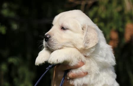 DAPHNE CUCCIOLA MASCHIO COLLARINO BLU DI GOLDEN RETRIEVER SAN NICOLO 1641