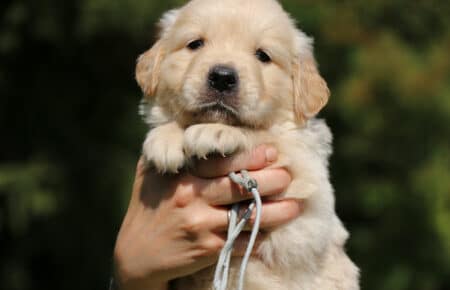 DAPHNE CUCCIOLA MASCHIO COLLARINO GRIGIO DI GOLDEN RETRIEVER SAN NICOLO 1637