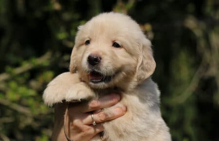 DAPHNE CUCCIOLA MASCHIO COLLARINO MARRONE DI GOLDEN RETRIEVER SAN NICOLO 1627