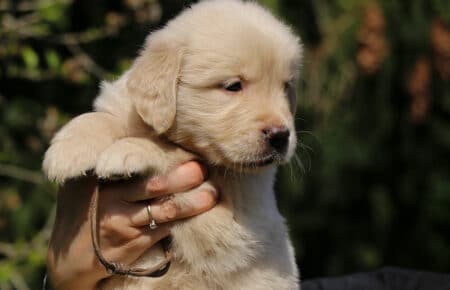 DAPHNE CUCCIOLA MASCHIO COLLARINO MARRONE DI GOLDEN RETRIEVER SAN NICOLO 1630