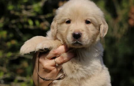 DAPHNE CUCCIOLA MASCHIO COLLARINO MARRONE DI GOLDEN RETRIEVER SAN NICOLO 1631