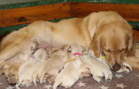 DAPHNE CUCCIOLI DI GOLDEN RETRIEVER SAN NICOLO 1267