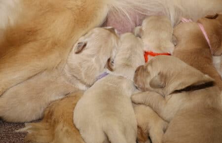 DAPHNE CUCCIOLI DI GOLDEN RETRIEVER SAN NICOLO 1279