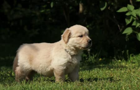 DAPHNE CUCCIOLO DI GOLDEN RETRIEVER SAN NICOLO