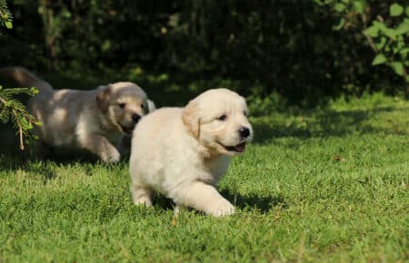 DAPHNE CUCCIOLO DI GOLDEN RETRIEVER SAN NICOLO 1688