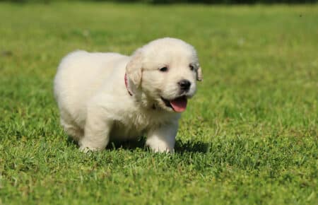 DAPHNE CUCCIOLO DI GOLDEN RETRIEVER SAN NICOLO 1720