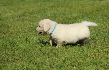 DAPHNE CUCCIOLO MASCHIO COLLARINO AZZURRO DI GOLDEN RETRIEVER SAN NICOLO 1644