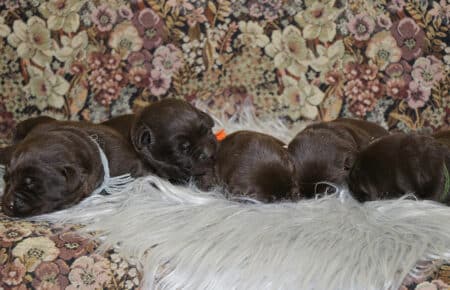 DARIJA CUCCIOLI DI LABRADOR CHOCOLATE DI SAN NICOLO 1000