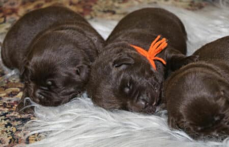 DARIJA CUCCIOLI DI LABRADOR CHOCOLATE DI SAN NICOLO 1006