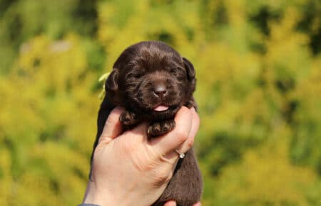 DARIJA CUCCIOLI DI LABRADOR CHOCOLATE DI SAN NICOLO 1011