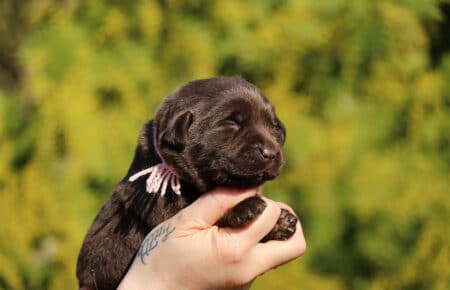 DARIJA CUCCIOLI DI LABRADOR CHOCOLATE DI SAN NICOLO 1015