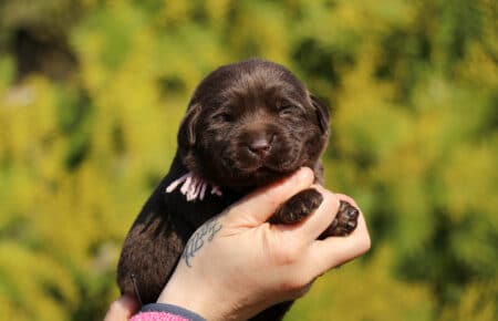 DARIJA CUCCIOLI DI LABRADOR CHOCOLATE DI SAN NICOLO 1016