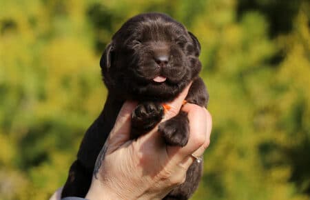 DARIJA CUCCIOLI DI LABRADOR CHOCOLATE DI SAN NICOLO 1019