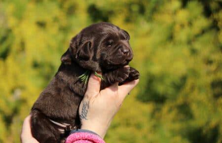 DARIJA CUCCIOLI DI LABRADOR CHOCOLATE DI SAN NICOLO 1026