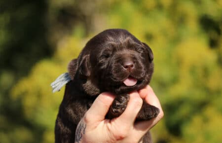 DARIJA CUCCIOLI DI LABRADOR CHOCOLATE DI SAN NICOLO 1041