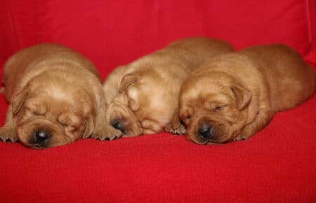 TESSA CUCCIOLI DI LABRADOR FOXRED SAN NICOLO 1061