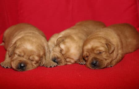 TESSA CUCCIOLI DI LABRADOR FOXRED SAN NICOLO 1062