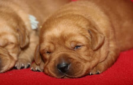 TESSA CUCCIOLI DI LABRADOR FOXRED SAN NICOLO 1063