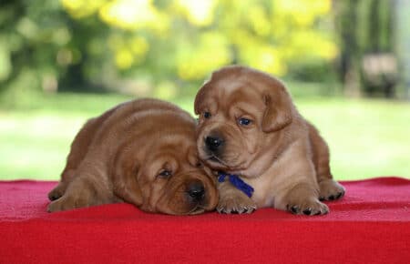 TESSA CUCCIOLI DI LABRADOR FOXRED SAN NICOLO 1082