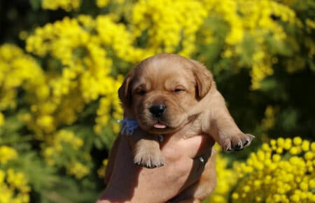 TESSA CUCCIOLI DI LABRADOR FOXRED SAN NICOLO 1089