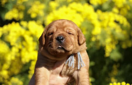 TESSA CUCCIOLI DI LABRADOR FOXRED SAN NICOLO 1101