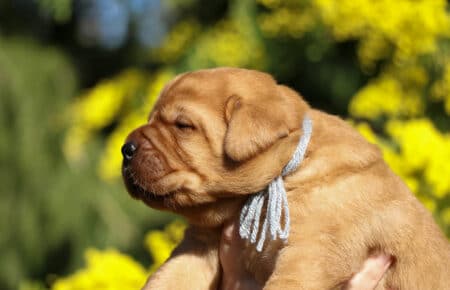 TESSA CUCCIOLI DI LABRADOR FOXRED SAN NICOLO 1103