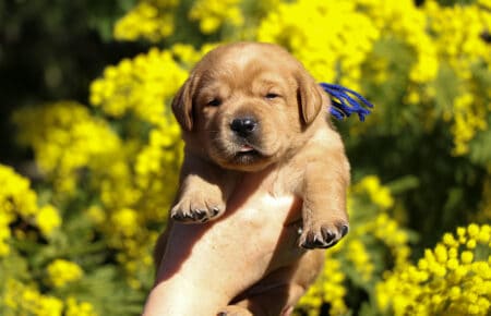 TESSA CUCCIOLI DI LABRADOR FOXRED SAN NICOLO 1105