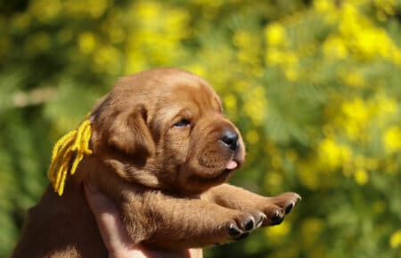 TESSA CUCCIOLI DI LABRADOR FOXRED SAN NICOLO 1142