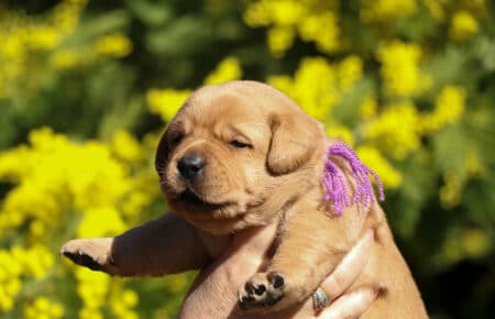 TESSA CUCCIOLI DI LABRADOR FOXRED SAN NICOLO 1147