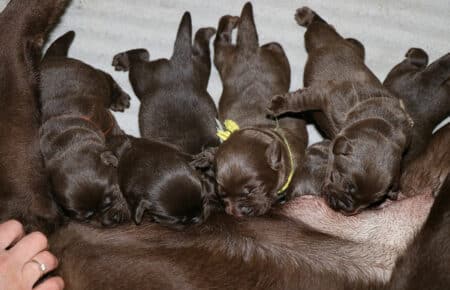 TOFFEE CUCCIOLI DI LABRADOR CHOCOLATE DI SAN NICOLO 0985