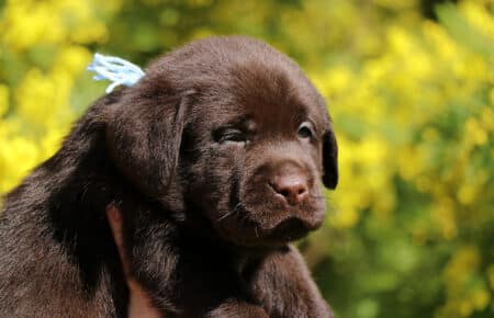 TOFFEE CUCCIOLI DI LABRADOR CHOCOLATE SAN NICOLO 1158