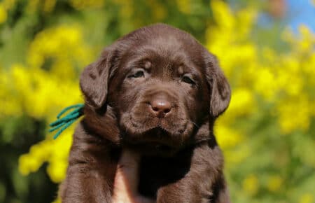 TOFFEE CUCCIOLI DI LABRADOR CHOCOLATE SAN NICOLO 1168