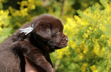 TOFFEE CUCCIOLI DI LABRADOR CHOCOLATE SAN NICOLO 1178