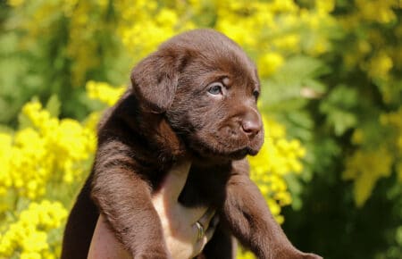 TOFFEE CUCCIOLI DI LABRADOR CHOCOLATE SAN NICOLO 1181