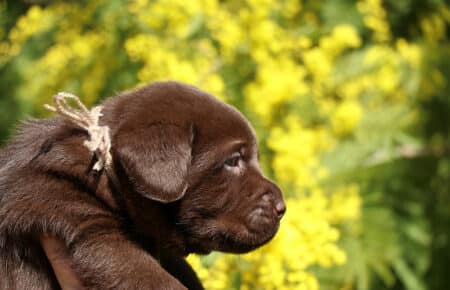 TOFFEE CUCCIOLI DI LABRADOR CHOCOLATE SAN NICOLO 1191