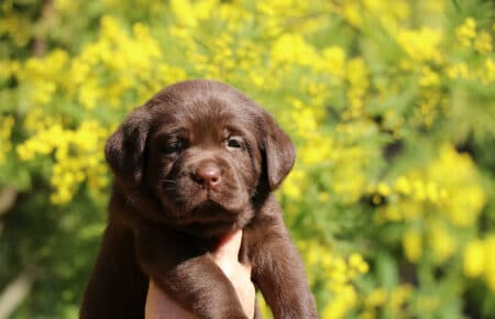 TOFFEE CUCCIOLI DI LABRADOR CHOCOLATE SAN NICOLO 1219
