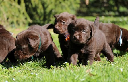 TOFFEE CUCCIOLI DI LABRADOR CHOCOLATE SAN NICOLO 1224