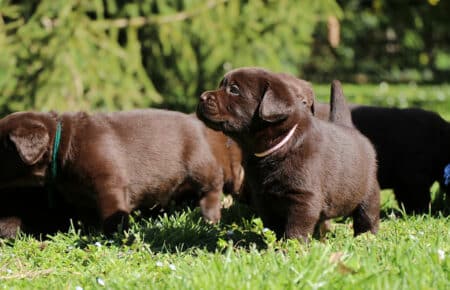 TOFFEE CUCCIOLI DI LABRADOR CHOCOLATE SAN NICOLO 1226