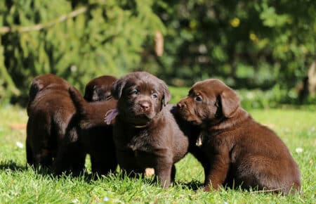 TOFFEE CUCCIOLI DI LABRADOR CHOCOLATE SAN NICOLO 1236