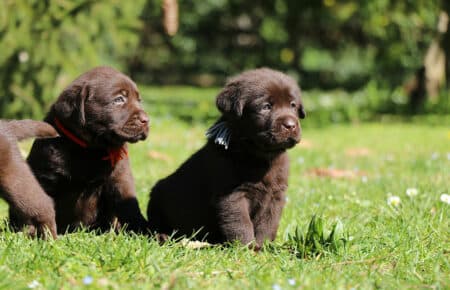 TOFFEE CUCCIOLI DI LABRADOR CHOCOLATE SAN NICOLO 1243