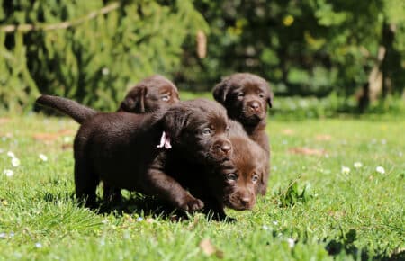 TOFFEE CUCCIOLI DI LABRADOR CHOCOLATE SAN NICOLO 1247
