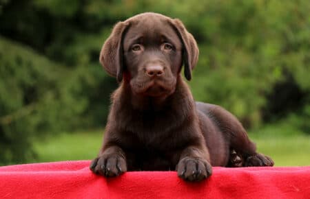 TOFFEE MASCHIO LABRADOR CHOCOLATE SAN NICOLO 1789