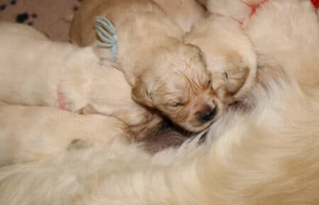 LUCY CUCCIOLATA DI GOLDEN RETRIEVER SAN NICOLO 1253