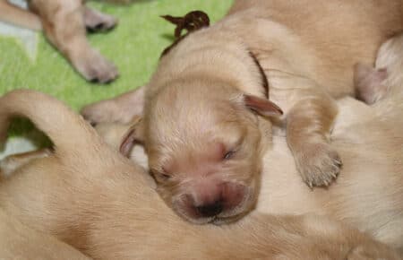 LUCY CUCCIOLATA DI GOLDEN RETRIEVER SAN NICOLO 1262