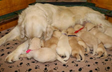 LUCY CUCCIOLATA DI GOLDEN RETRIEVER SAN NICOLO 1543