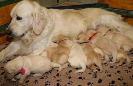 LUCY CUCCIOLATA DI GOLDEN RETRIEVER SAN NICOLO 1544